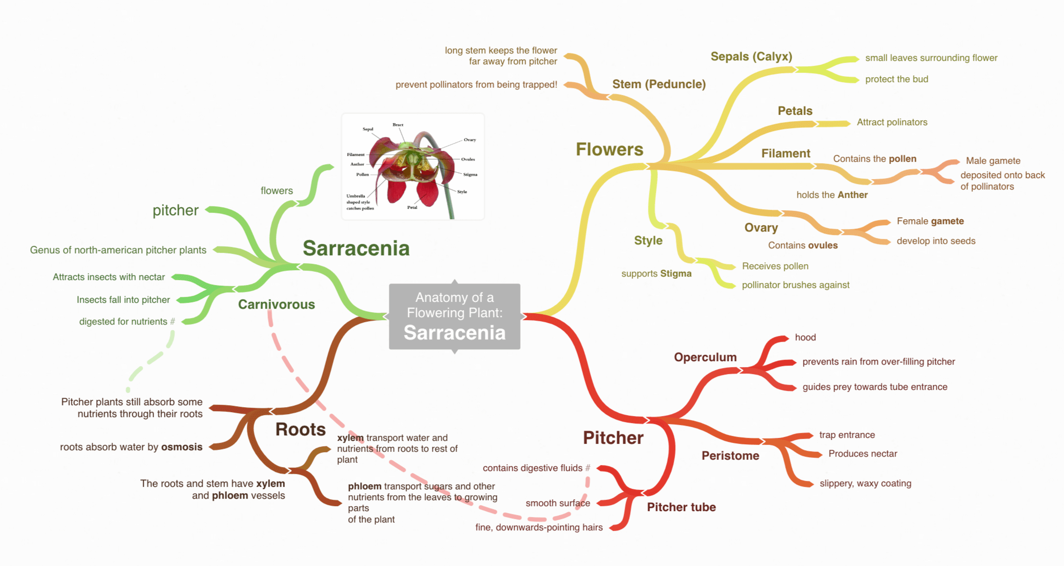 top free mind mapping software